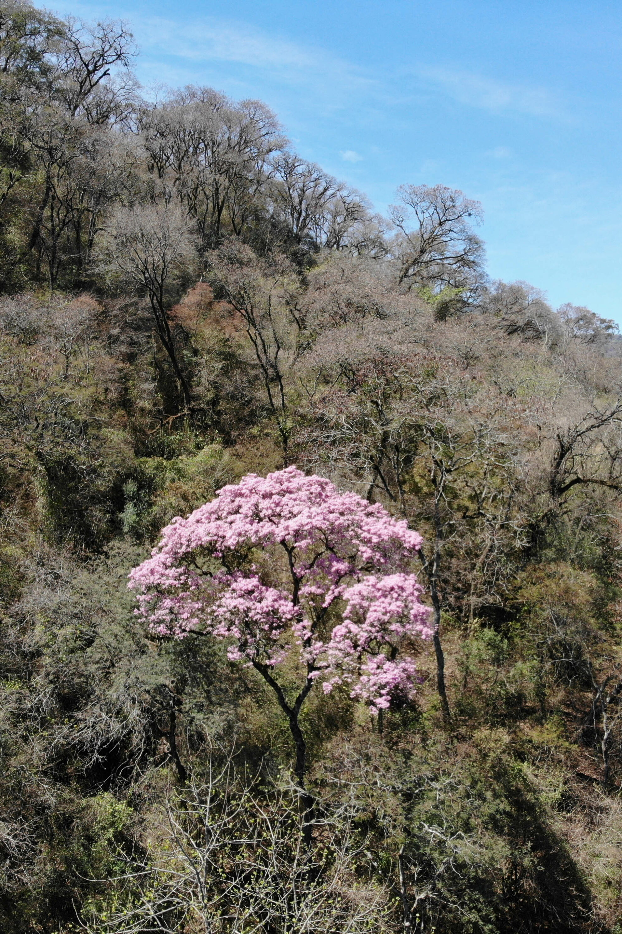 Lapacho Restauración Forestal – Seamos Bosques